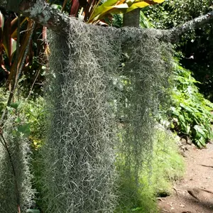 Tillandsia usneoides - Air Plant - image 2