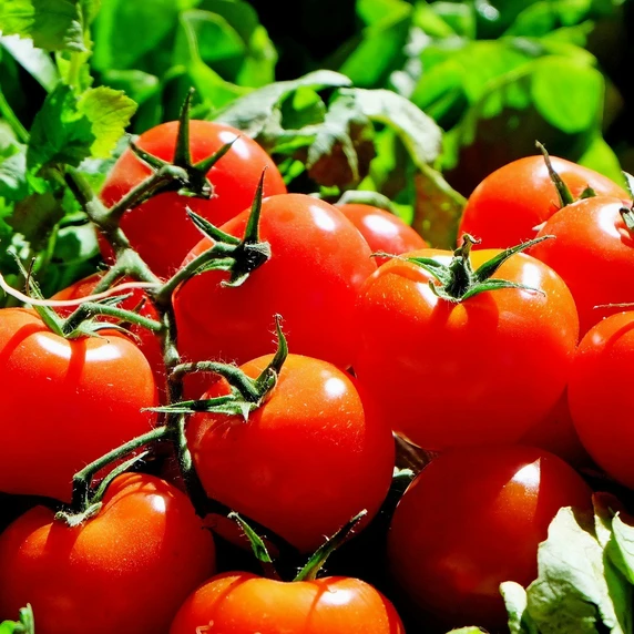 Tomato 'Alicante'