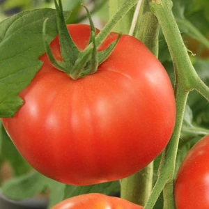 Tomato 'Beefmaster'