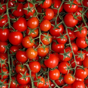 Tomato 'Gardeners Delight'