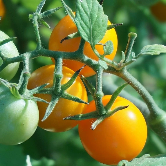 Tomato 'Goldwin'