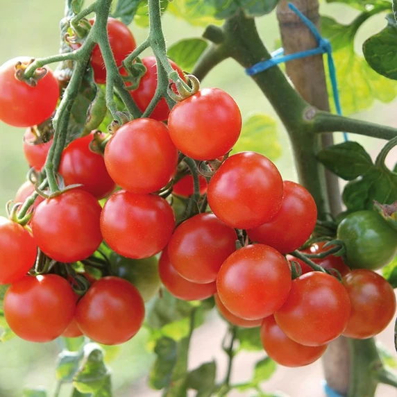 Tomato 'Gusta - Mini Red' - Grafted