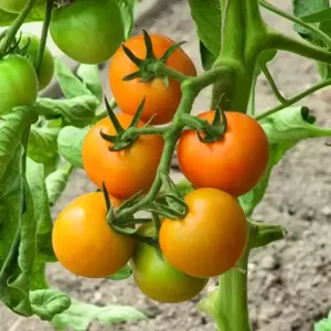 Tomato Merrygold F1