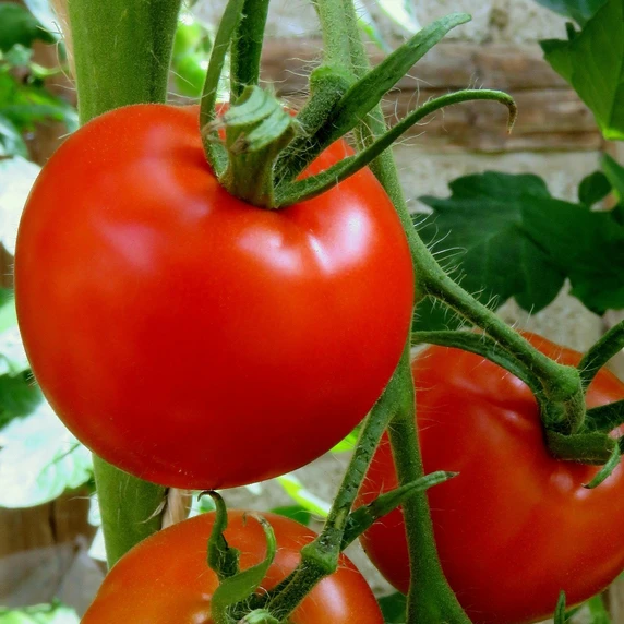 Tomato 'Moneymaker'