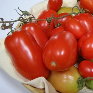 Tomato 'Roma'