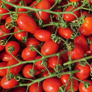 Tomato 'Santa Victoria'