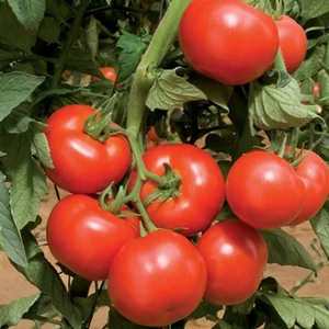 Tomato 'Shirley' - Grafted