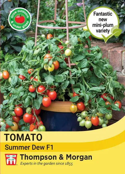 Tomato Summer Dew F1 Seeds - image 1