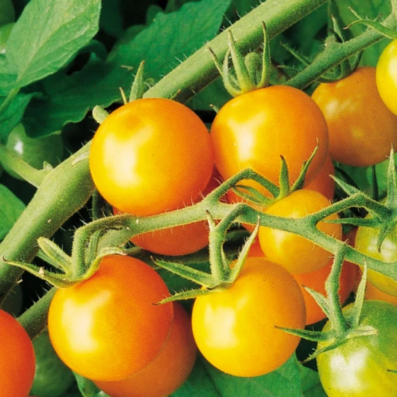 Tomato 'Sungold' - Grafted