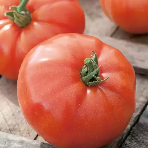 Tomato Supersteak F1