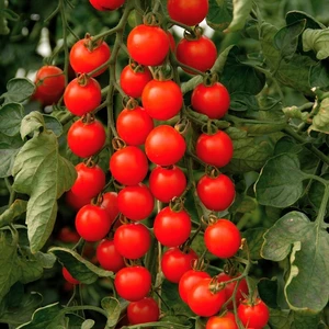 Tomato 'Supersweet 100' - Grafted