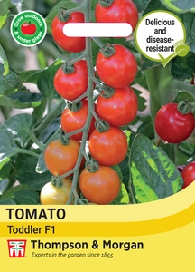 Tomato Toddler F1 - image 1