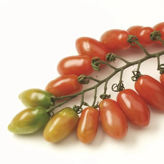 Tomato 'Trilly' - Grafted