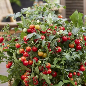 Tomato 'Tumbling Tom Red'