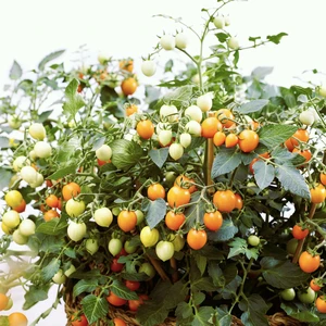 Tomato 'Tumbling Tom Yellow'