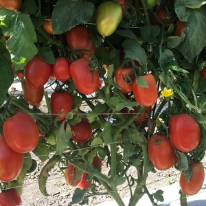 Tomato 'Vanessa' - Grafted