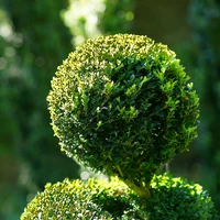 Topiary