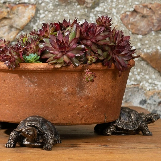 Tortoise Pot Feet - image 2