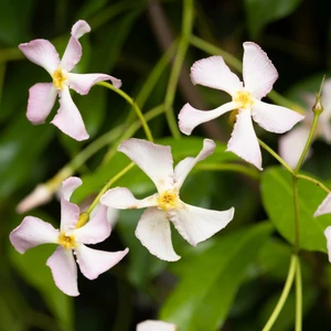 Trachelospermum asiaticum 'Pink Showers' 3L