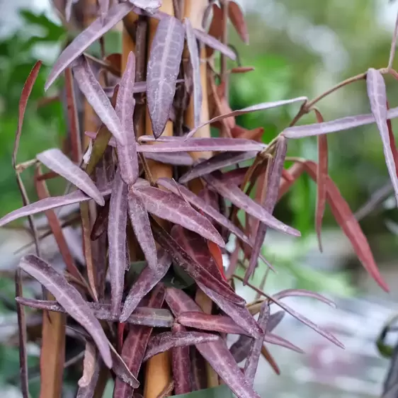 Trachelospermum asiaticum 'Waterwheel'