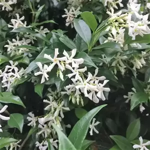 Trachelospermum jasminoides 3L