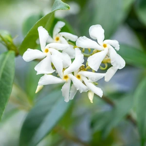Trachelospermum jasminoides 20L - image 2