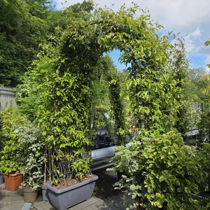 Trachelospermum jasminoides 60L Metal Arch