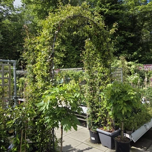 Trachelospermum jasminoides 40L Metal Arch