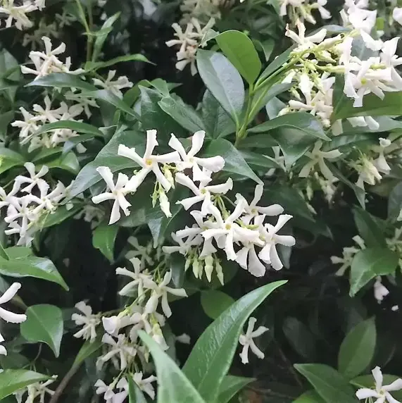 Trachelospermum jasminoides 20L - image 1