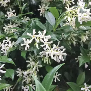 Trachelospermum jasminoides 20L - image 1