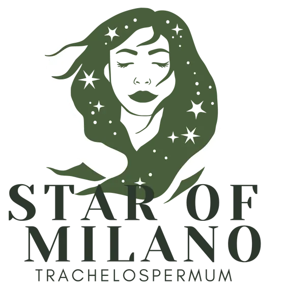 Trachelospermum asiaticum 'Star of Milano' - image 5