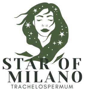 Trachelospermum asiaticum 'Star of Milano' - image 5
