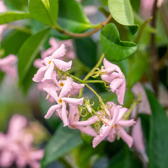 Trachelospermum jasminoides 'Star of Sicily' 20L