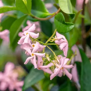 Trachelospermum jasminoides 'Star of Sicily' 20L