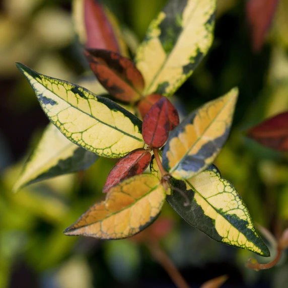 Trachelospermum asiaticum 'Star Wars' - image 1