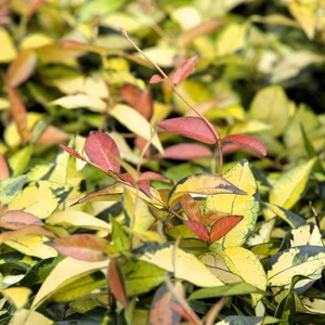 Trachelospermum asiaticum 'Star Wars' - image 2