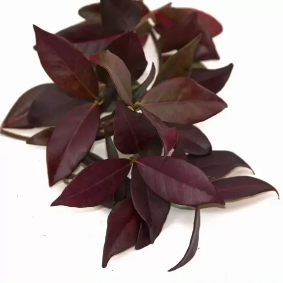 Trachelospermum jasminoides 'Winter Ruby' 4L - image 1