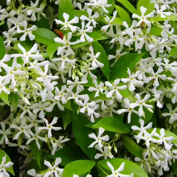 Trachelospermum jasminoides 'Winter Ruby' 4L - image 2