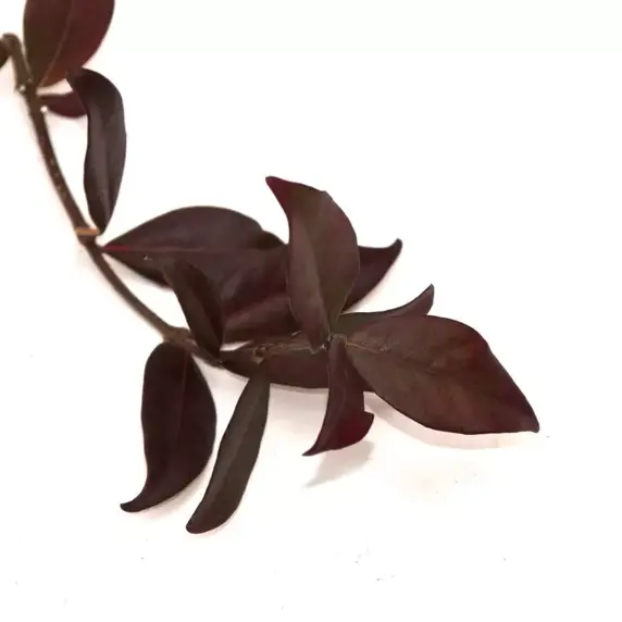 Trachelospermum jasminoides 'Winter Ruby' 4L - image 3