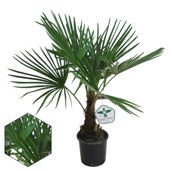 Trachycarpus fortunei 8L