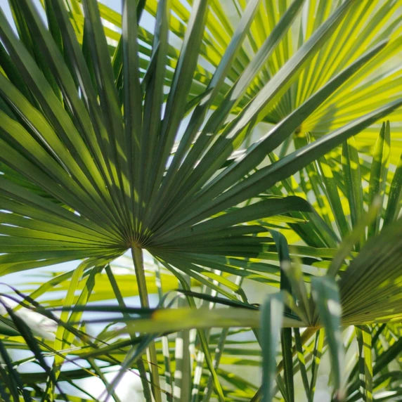 Trachycarpus fortunei 15L - image 2