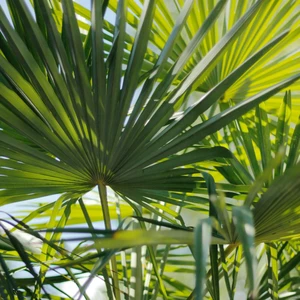 Trachycarpus fortunei 15L - image 2
