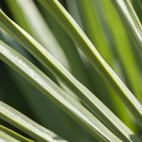 Trachycarpus fortunei 15L - image 3