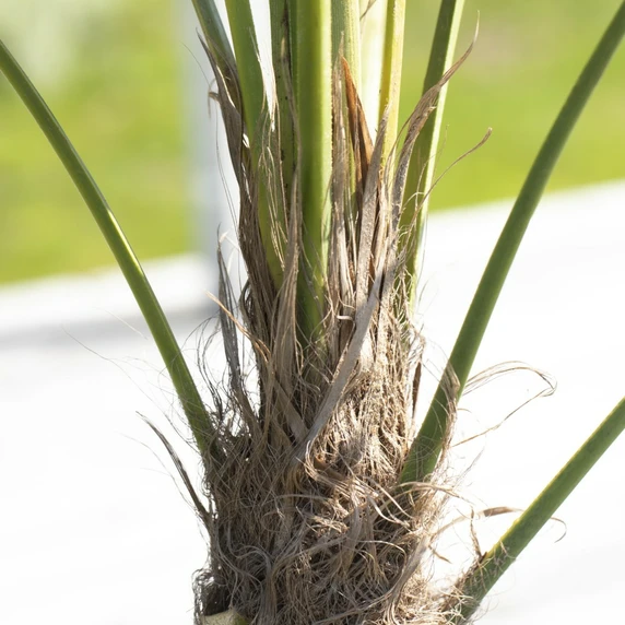 Trachycarpus fortunei 15L - image 4