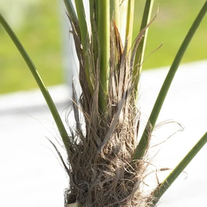 Trachycarpus fortunei 15L - image 4