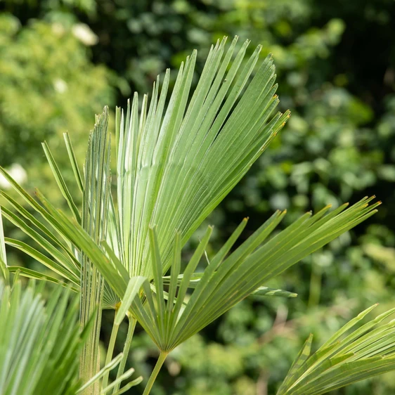 Trachycarpus fortunei 20L