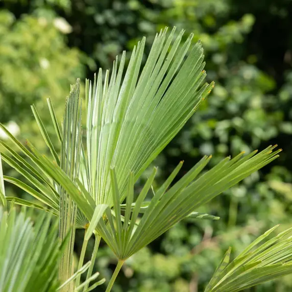 Trachycarpus fortunei 15L - image 1