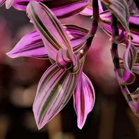 Tradescantia