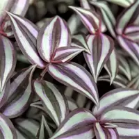 Tradescantia