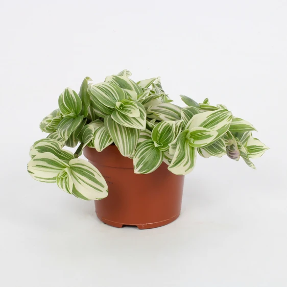 Tradescantia albiflora 'Giant'